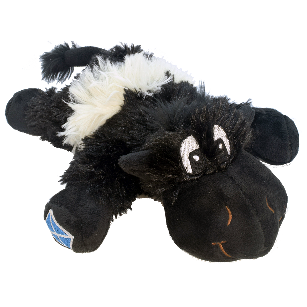 Belted Galloway Coo