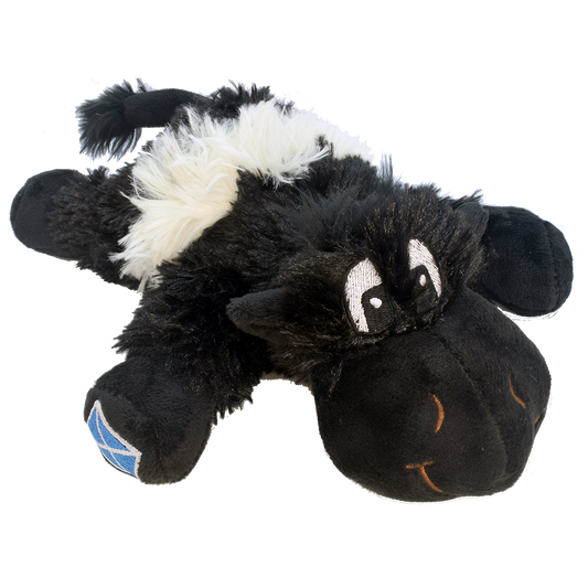 Belted Galloway Coo