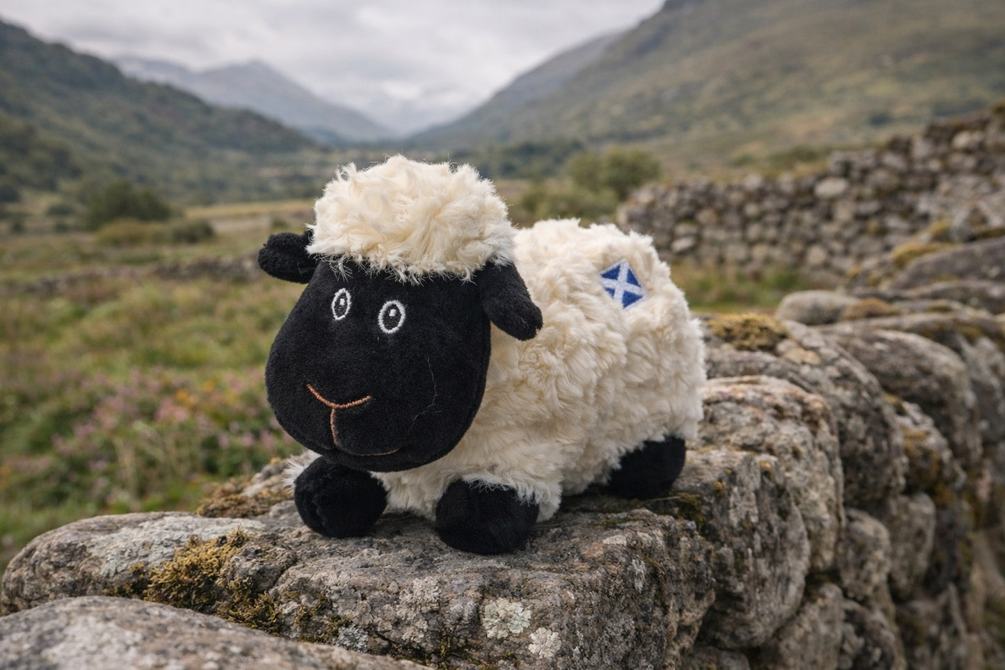 Small Scottish Sheep