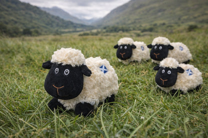 Small Scottish Sheep